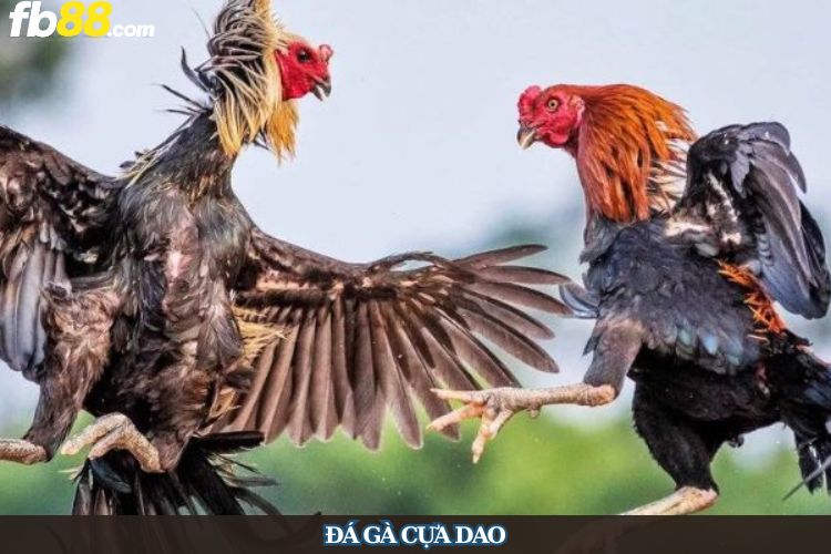 Đá gà cựa dao